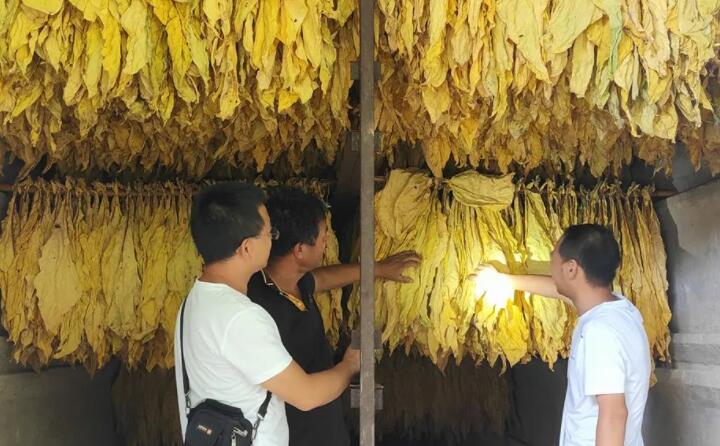 福泉：生物质颗粒智能化烘烤 助力烤烟产业提质增效