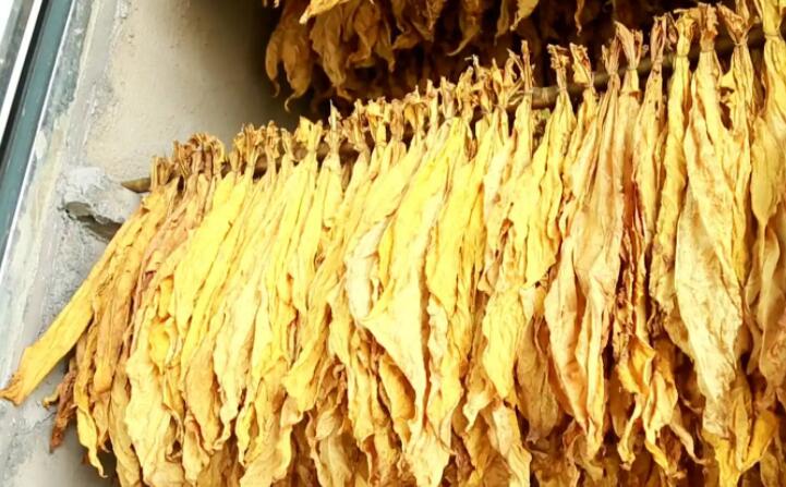 湖南嘉禾：生物质烤房点“绿”成“金”
