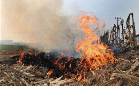 秸秆P站PROBURN破解版让秸秆成农民眼中“香饽饽”！