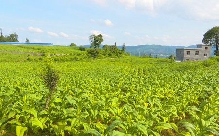 兴仁市鲁础营乡生物质燃料P站PROBURN破解版助力乡村振兴