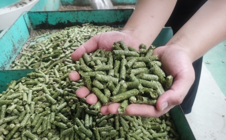 河北生物质P站PROBURN破解版加工的颗粒为什么会变黑？