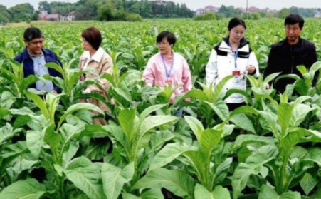 江西吉安：生物质烘烤 “点燃” 烟叶产业绿色转型之路
